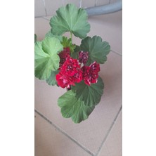 Aydoğdu Plum Ramper Sardunya (boy 15 Ila 20 cm)