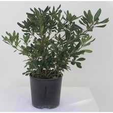 Aydoğdu Yıldız Calısı(Pittosporum 20-25 cm (10 Adet)