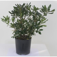 Aydoğdu Pittosporum 20-25 cm (5 Adet)