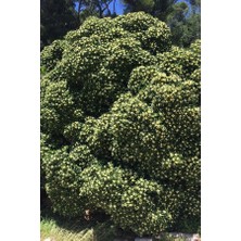 Aydoğdu Pittosporum 20-25 cm (5 Adet)