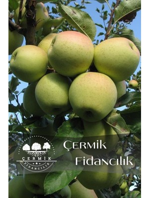 Çermik Fidancılık 5 Adet Aşılı Bodur Golden Elma Fidanı 3 Yaş
