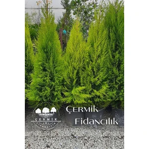 Çermik Fidancılık Tüplü Limon Servi Çam Fidanı 3 Yaş 1.5 Metre Boy