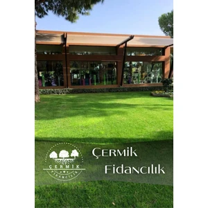 Çermik Fidancılık Dört Mevsim Ekilen 6 Karışımlı Çim Tohumu 1 Kğ