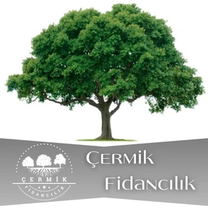 Çermik Fidancılık Tüplü Çınar Ağacı Fidanı Fidanı 3 Yaş