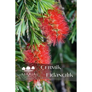Çermik Fidancılık Saksılı Fırça Çalısı Fidanı 3 Yaş (Callistemon Laevis)
