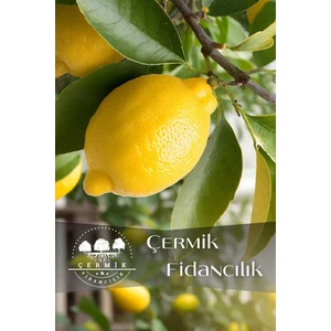 Çermik Fidancılık Tüplü Mayer Limon Fidanı