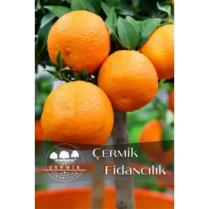 Çermik Fidancılık Tüplü Iri Meyveli Mandalina Fidanı