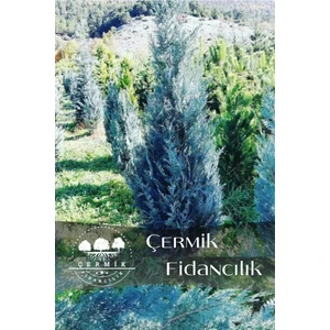Çermik Fidancılık 5 Adet Mavi Servi Çam Fidanı