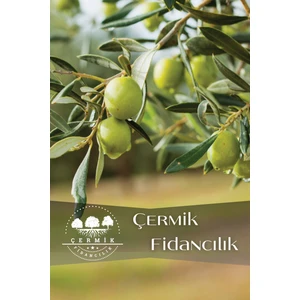 Çermik Fidancılık Gemlik Trilye Zeytin Fidanı Tüplü 2 Yaş