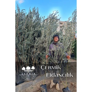 Çermik Fidancılık Gemlik Trilye Zeytin Fidanı 5 Yaş 1,5 Metre Boy