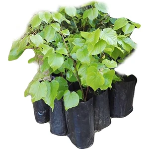 Tüplü Ihlamur Ağacı Fidanı