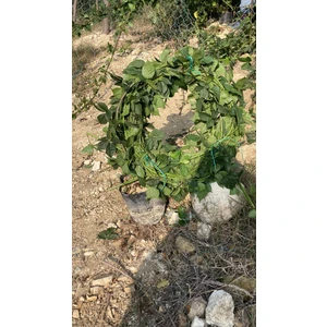 5m Meyve Verme Yaşında Bögürtlen Fidanı