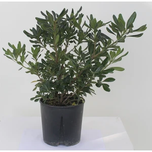 Pittosporum 20-25 cm (5 Adet)