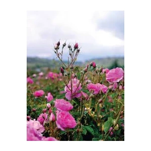 Tüplü Yediveren Kokulu Reçellik Isparta Gül Fidanı 3 Adet