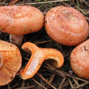 Mantarcı Anne Kanlıca Mantarı Çintar Çam Melki Mantar Tohumu