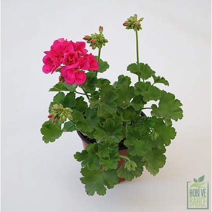 Pembe Sardunya Çiçeği