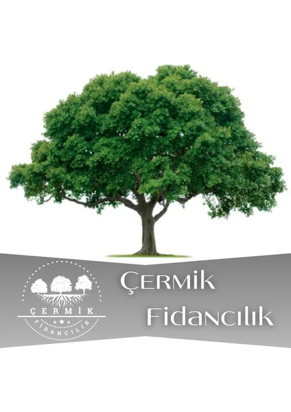 Çermik Fidancılık Tüplü Çınar Ağacı Fidanı Fidanı 3 Yaş