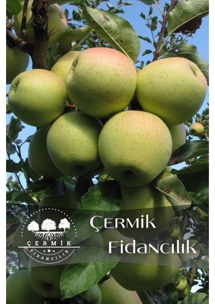Aşılı Bodur Golden Elma Fidanı 3 Yaş