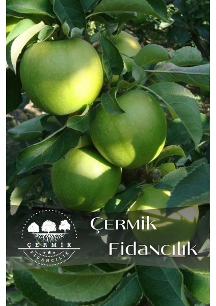 Aşılı Bodur Yeşil Elma Fidanı 3 Yaş