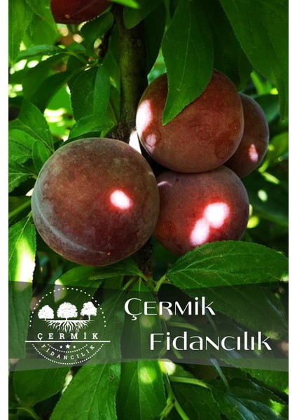 Kırmızı Erik Fidanı 3 Yaş