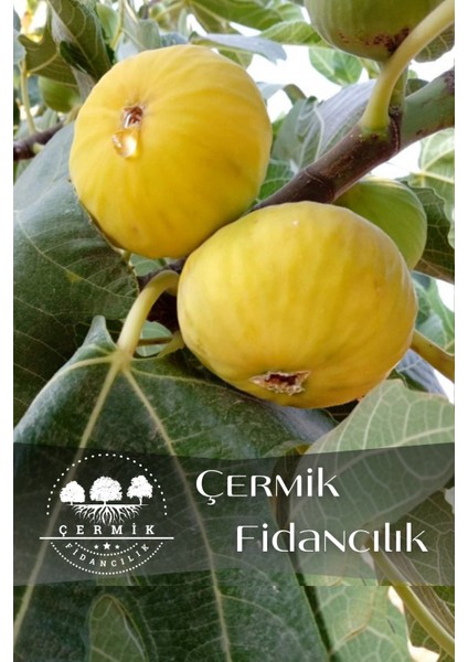 Sarı Lop Incir Fidanı