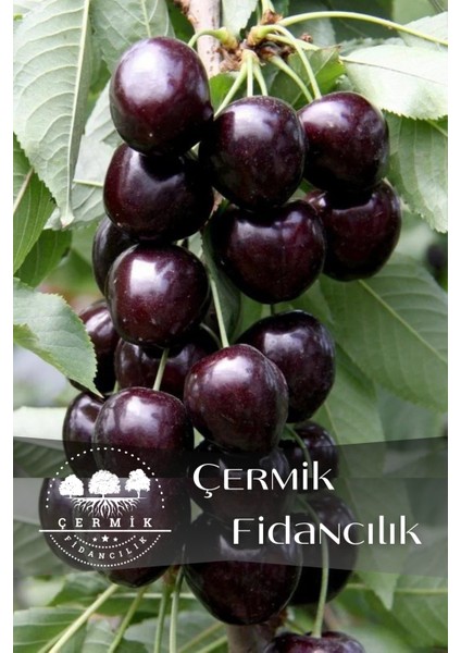 Kara ( Siyah ) Kiraz Fidanı 3 Yaş