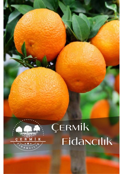 Tüplü Iri Meyveli Mandalina Fidanı
