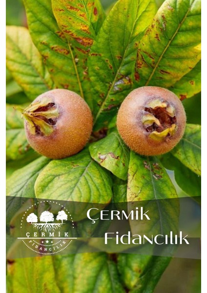 Aşılı Döngel Muşmula Fidanı