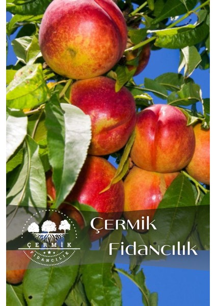 10 Adet Aşılı Tüysüz Şeftali ( Nektarin ) Fidanı