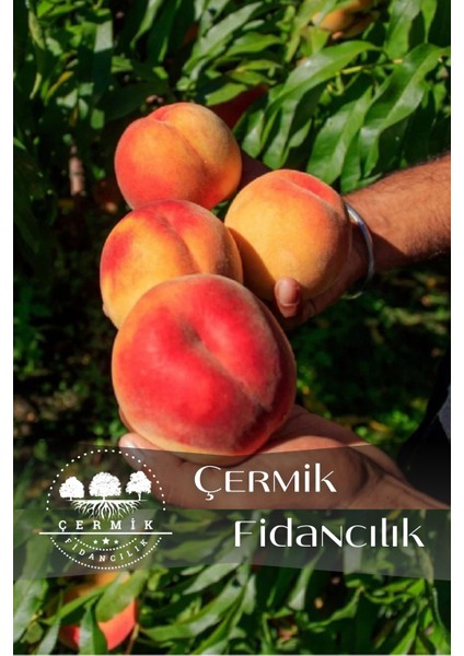 Aşılı Şeftali Fidanı 3 Yaş