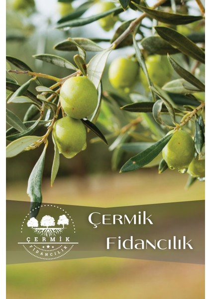 Çermik Fidancılık Gemlik Trilye Zeytin Fidanı Tüplü 2 Yaş