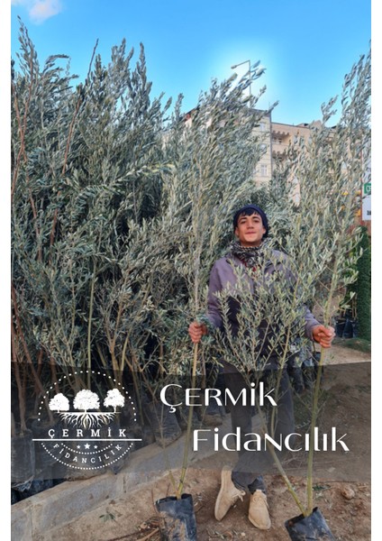 Gemlik Trilye Zeytin Fidanı 5 Yaş 1,5 Metre Boy