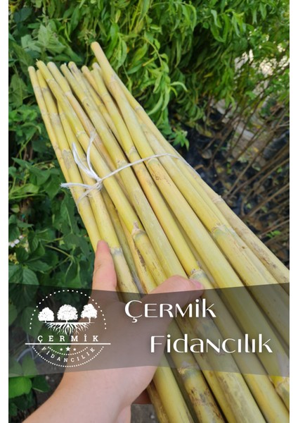 Bambu Fidan Bitki Destek Çubuğu 20 Adet 2 Metre Boy