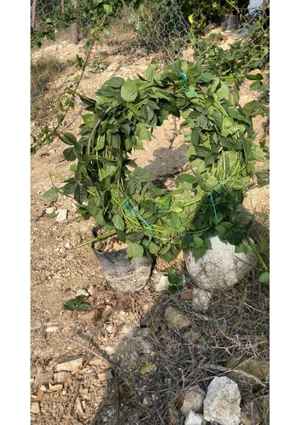 5m Meyve Verme Yaşında Bögürtlen Fidanı