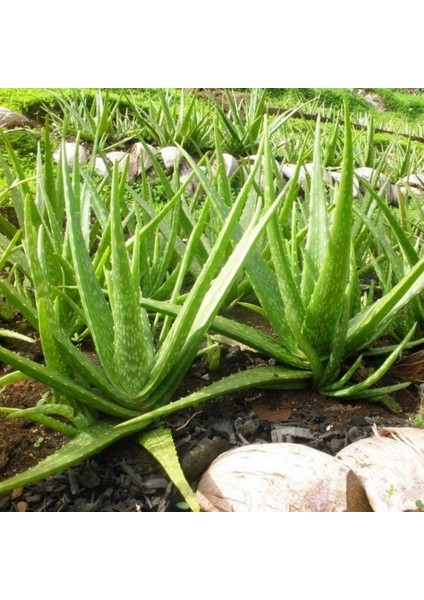 Tüplü Aromatik Aloe Vera (Sarı Sabır) Fidanı