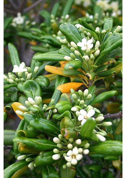 Pittosporum 20-25 cm (5 Adet)