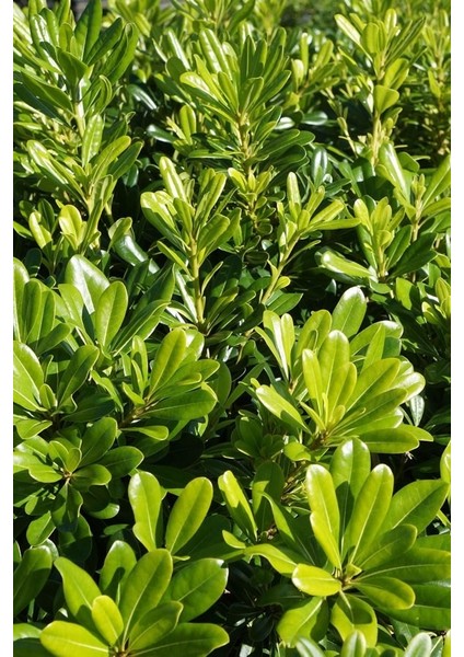 Pittosporum 20-25 cm (5 Adet)