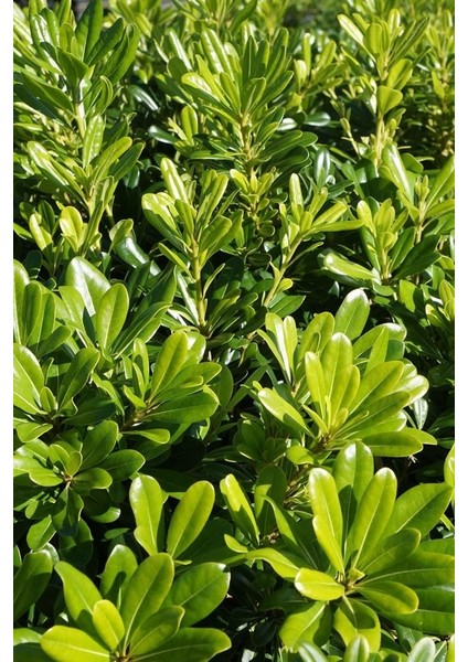 Yıldız Calısı (Pittosporum 20-25 cm ) modelleri