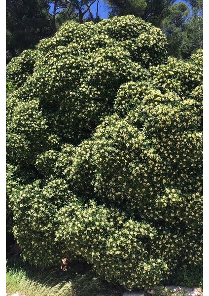 Yıldız Calısı (Pittosporum 20-25 cm ) fırsatları