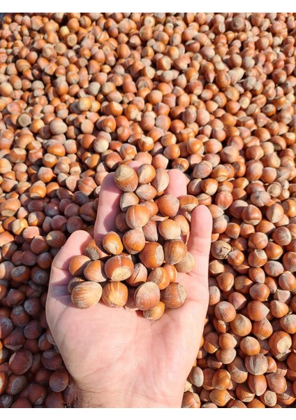 50 kg Kabuklu Fındık Yeni Mahsul-Ordu