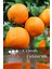Tüplü Iri Meyveli Mandalina Fidanı 1