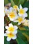 Saksıda Amerikan Fulu (Plumeria Alba) Ağacı Fidanı ( Boy 1m) 1