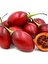 Domates Ağacı Tamarillo Meyvesi Fidanı (1m ile 1,5m) Meyve Verme Yaşında 1