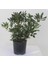 Pittosporum 20-25 cm (5 Adet) 1