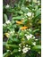 Pittosporum 20-25 cm (5 Adet) 2