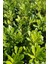 Pittosporum 20-25 cm (5 Adet) 3