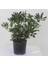 Yıldız Calısı (Pittosporum 20-25 cm ) 1