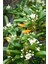 Yıldız Calısı (Pittosporum 20-25 cm ) 2