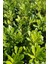 Yıldız Calısı (Pittosporum 20-25 cm ) 3