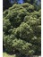 Yıldız Calısı (Pittosporum 20-25 cm ) 4